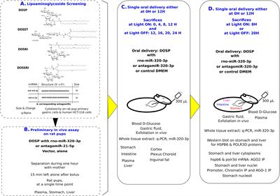 Oral Delivery of miRNA With Lipidic Aminoglycoside Derivatives in the Breastfed Rat